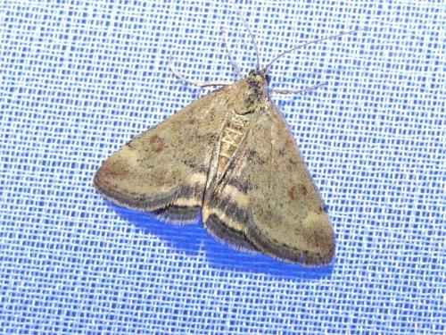 Réf. 329 670 : Pyrausta despicata